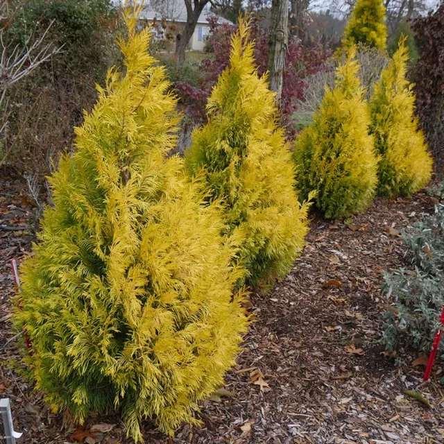 Chamaecyparis Lawsoniana Golden Wonder (Scheinzypresse)