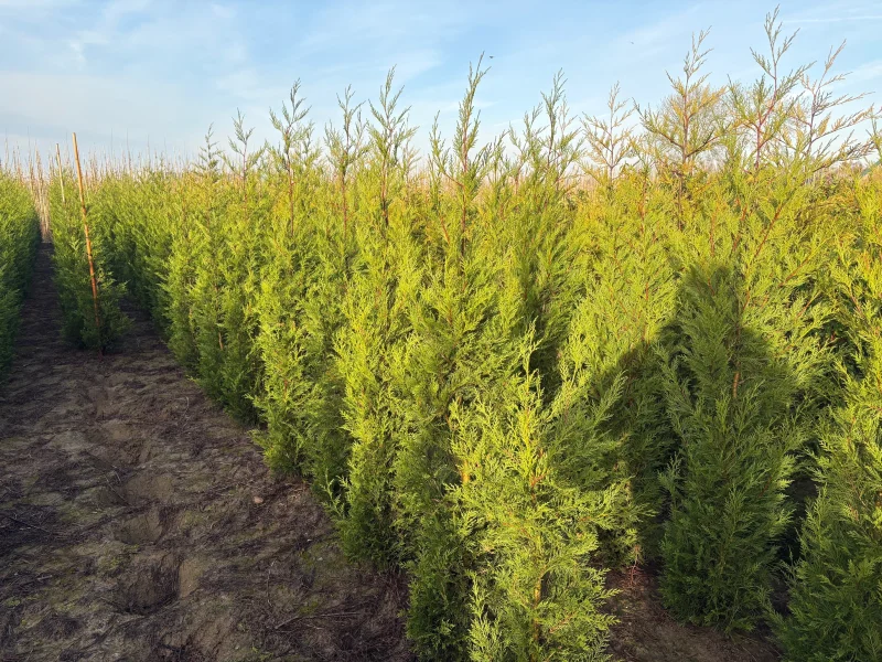 Cupressocyparis Leylandii (Coniferenhaag)