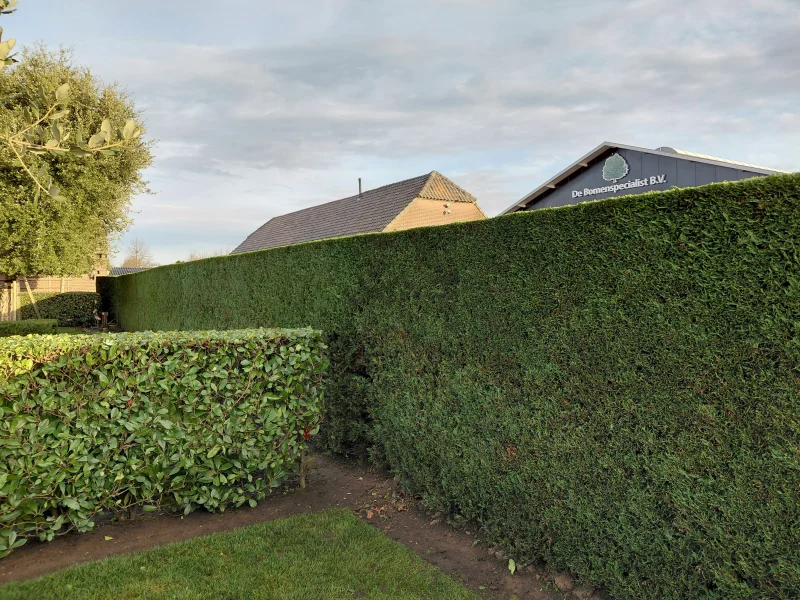 Cupressocyparis Leylandii (Coniferenhaag)