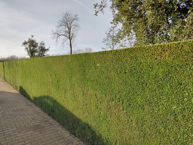 Cupressocyparis Leylandii (Coniferenhaag)-3