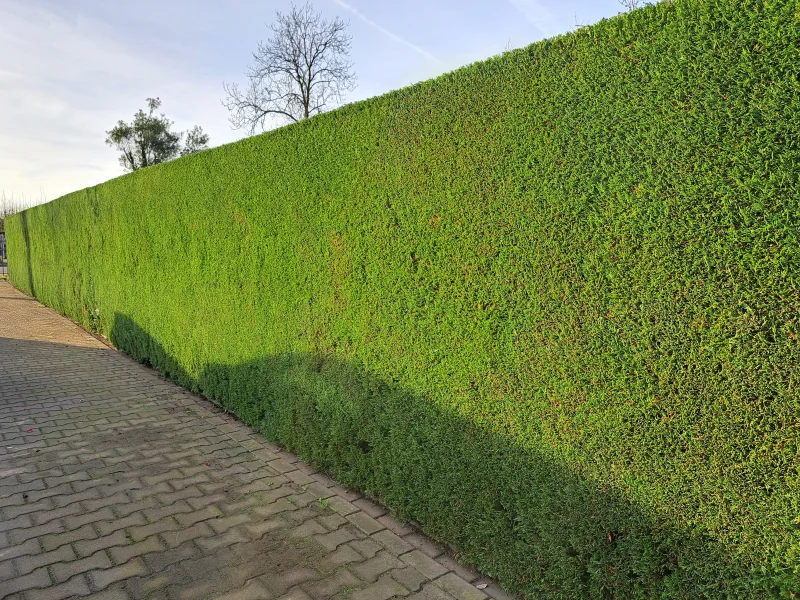 Cupressocyparis Leylandii (Coniferenhaag)-4
