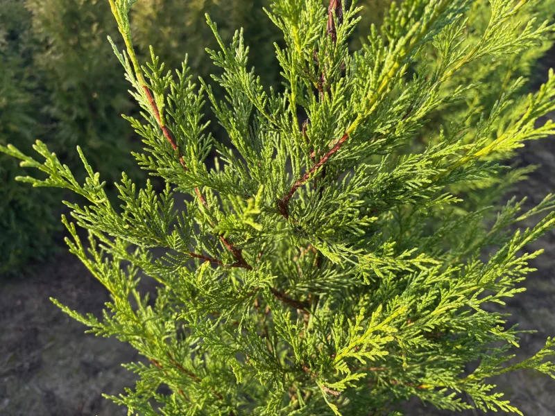 Cupressocyparis Leylandii (Coniferenhaag)-5