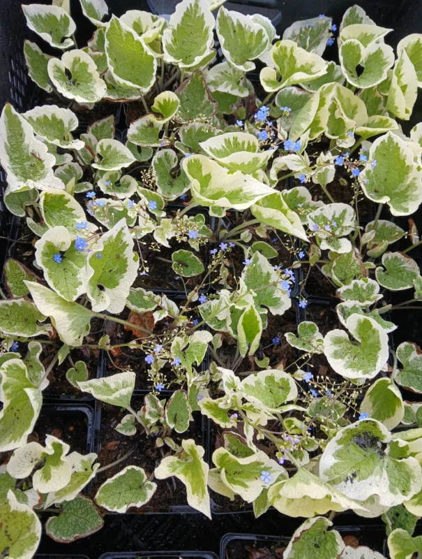 Brunnera macrophylla 'Variegata'