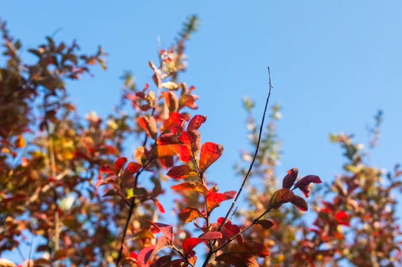 Lagerstroemia Rosea Nova (Roze Lagerstroemia)-8