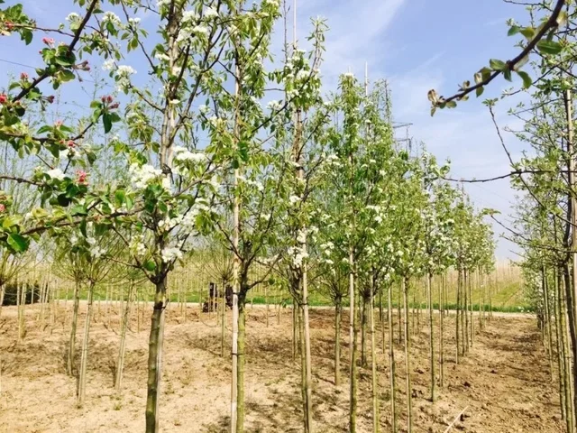 Malus d. Braeburn (Handapfel) Malus d. Braeburn (Handapfel)