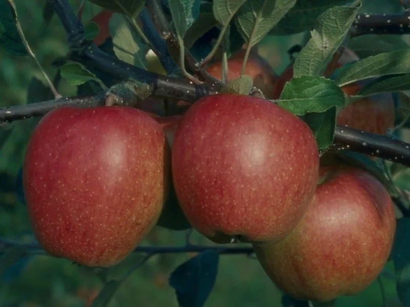 Malus domestica Braeburn (Handappel)-3