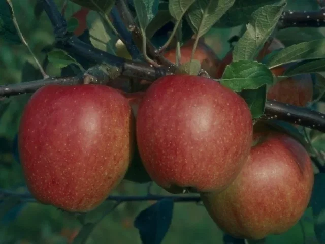 Malus d. Braeburn Spalierbaum (Apfelbaum)