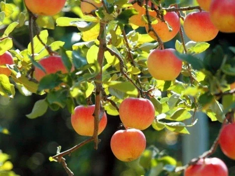 Obstbäume