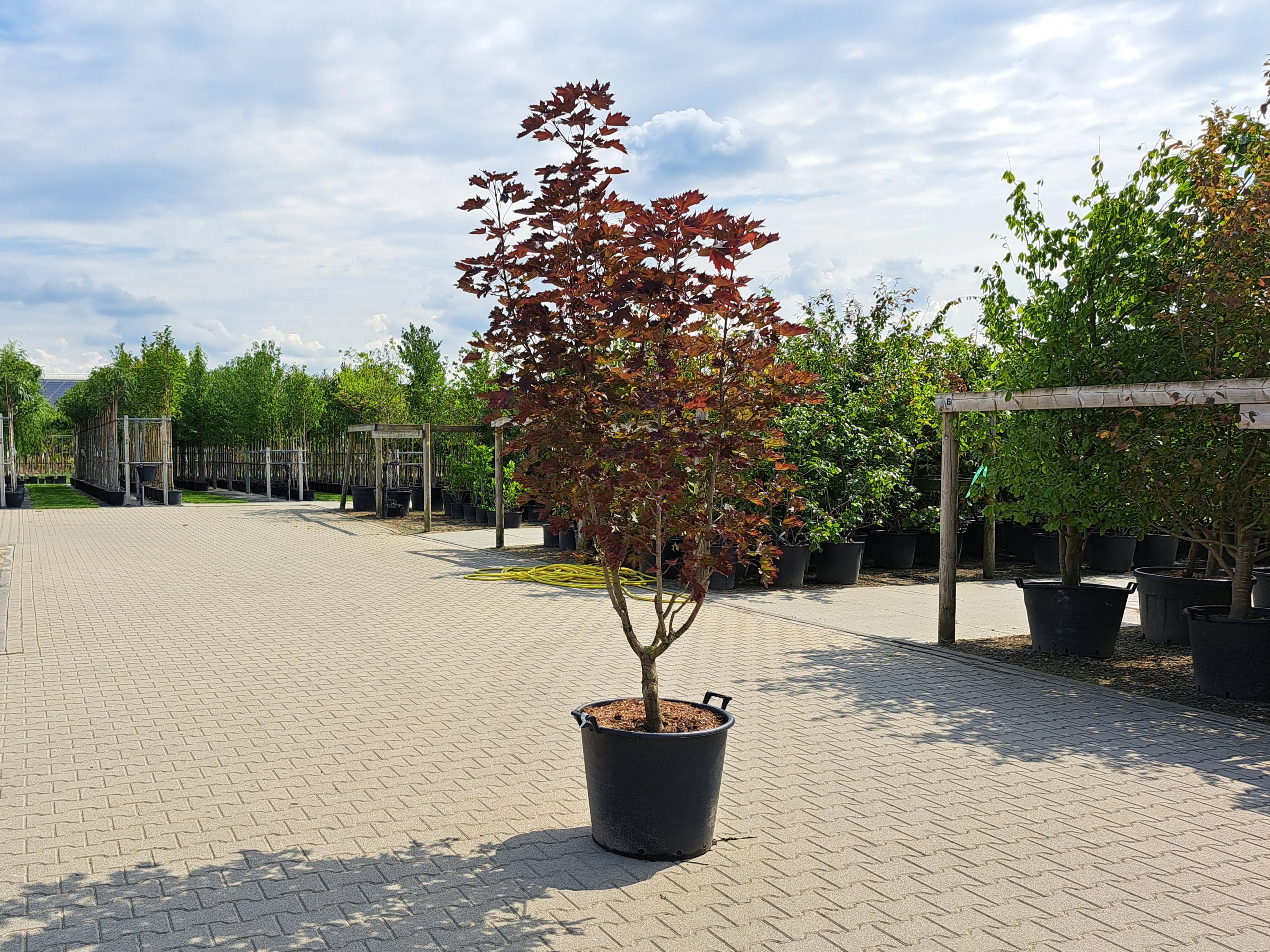 Acer platanoides Crimson Sentry Meerstammig
