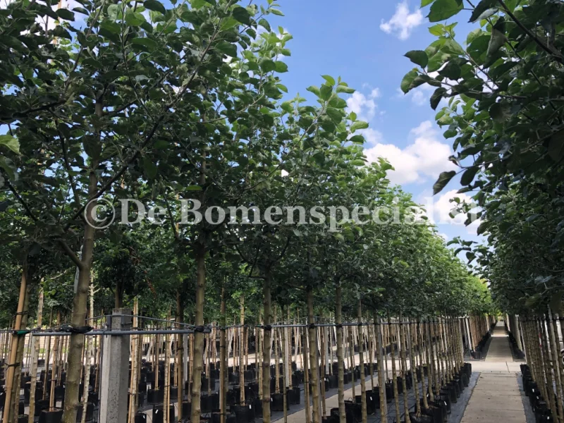 Malus domestica Elstar (Handappel)