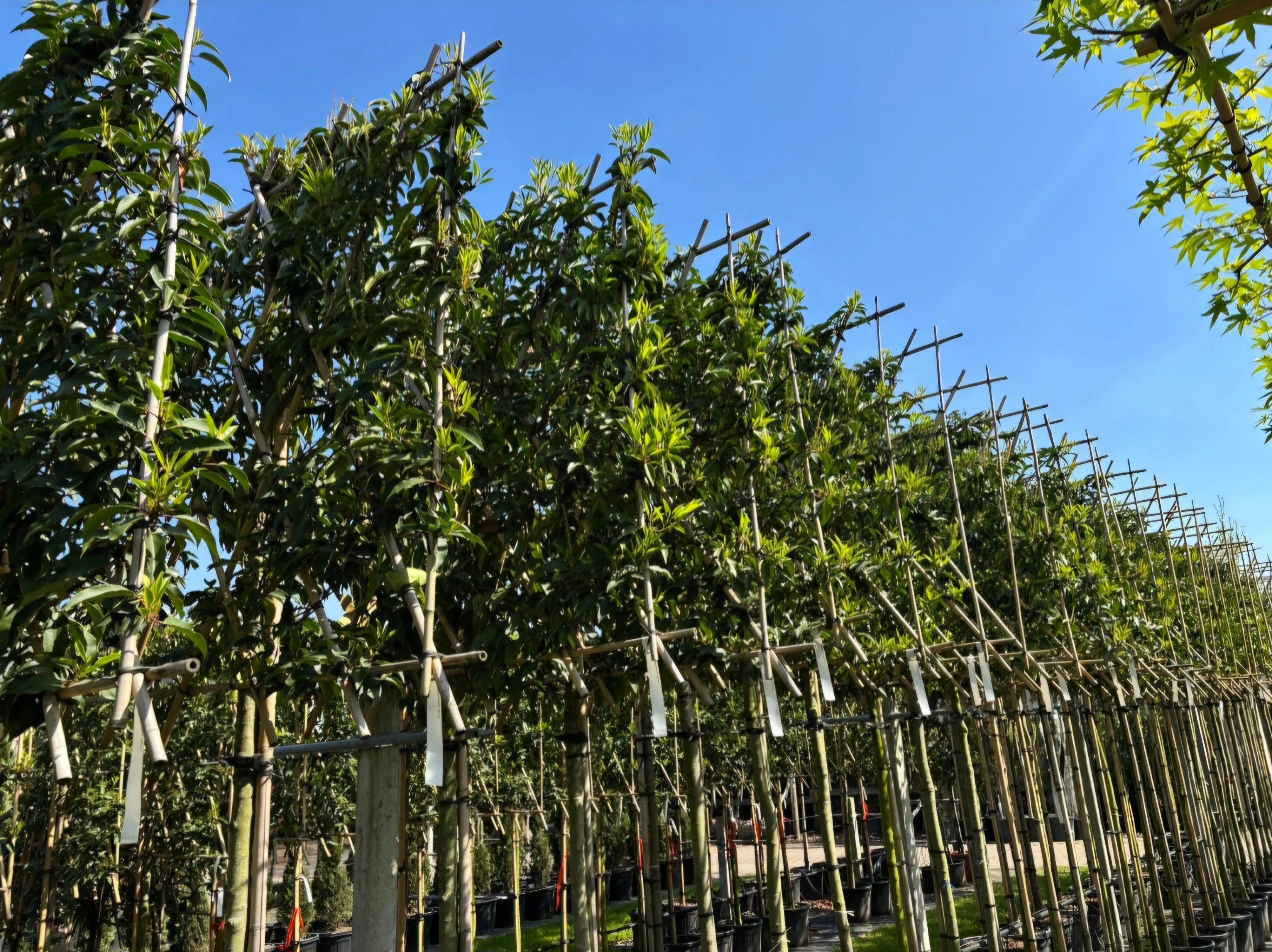Prunus Lusitanica Brenelia Leiboom (Groenblijvende Portugese Laurier Leiboom)