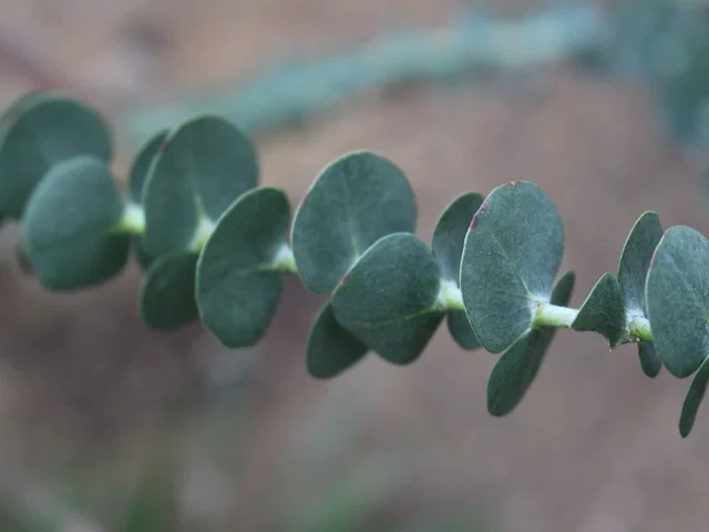 Eucalyptus Gunni Leiboom (Gomboom Leivorm)