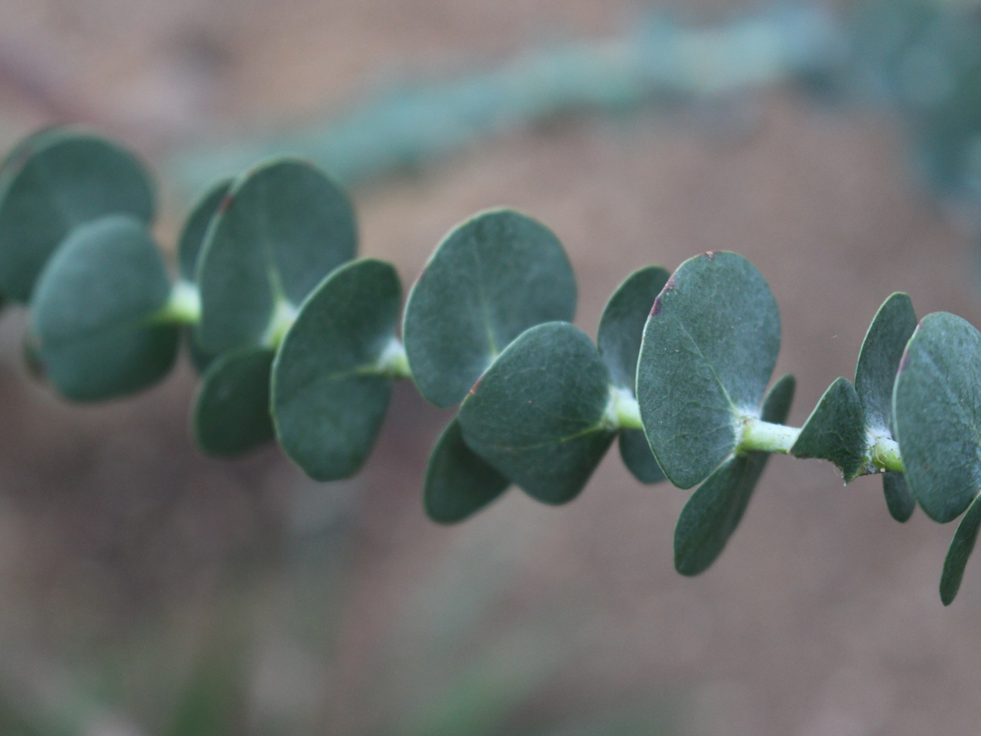 Eucalyptus Gunni Leiboom (Gomboom Leivorm)