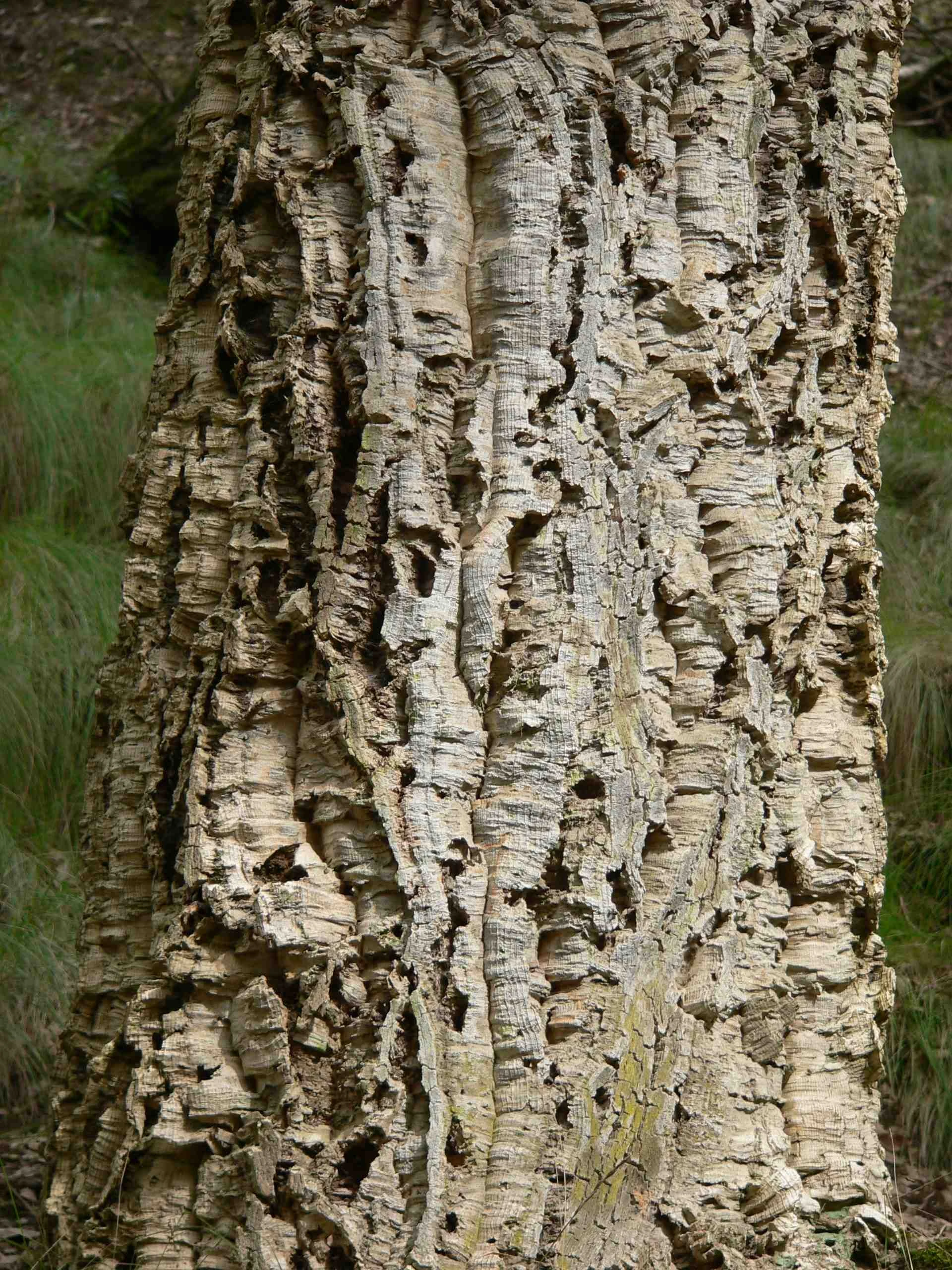 Quercus Suber Leiboom (Leikurkeik)-3