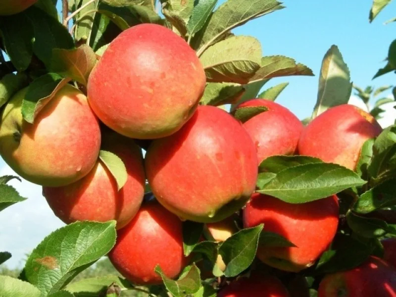 Malus domestica Elstar (Handappel)-4