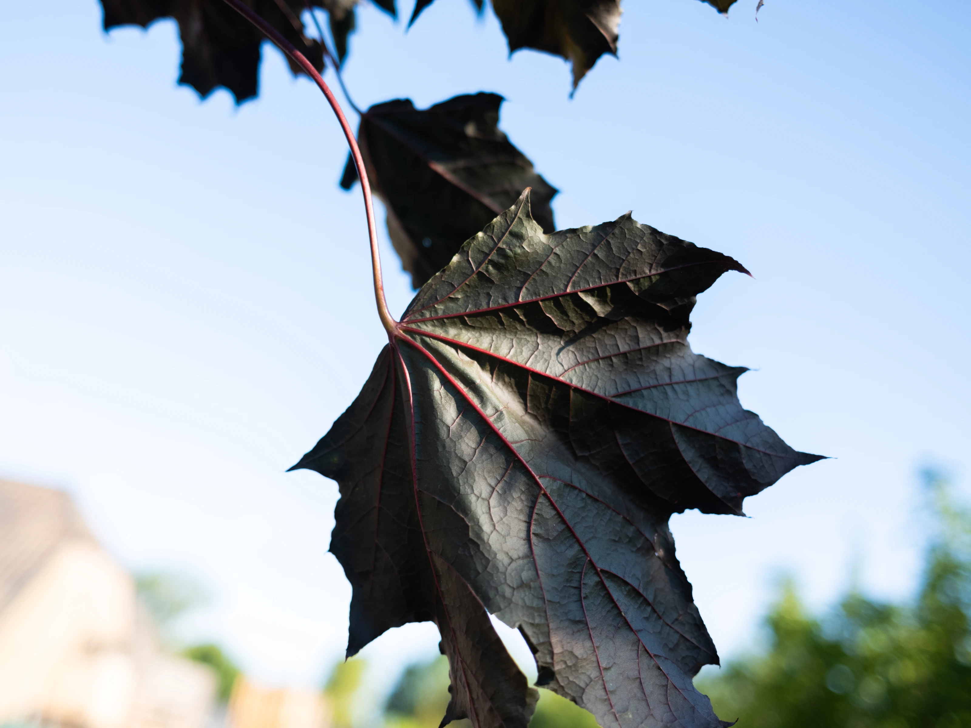 Acer Platanoides Royal Red Leiboom (Rode Esdoorn Leiboom)-2