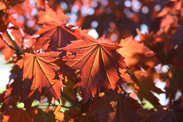 Acer Platanoides Royal Red Leiboom (Rode Esdoorn Leiboom) Acer Platanoides Royal Red Leiboom (Rode Esdoorn Leiboom)