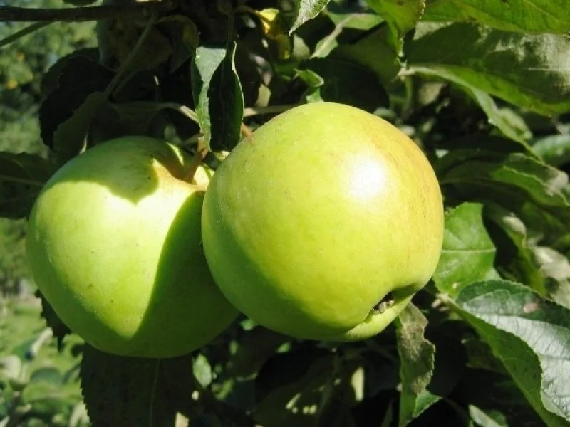 Malus domestica Dubbele Zoete Aagt (Zoete Appel)-3