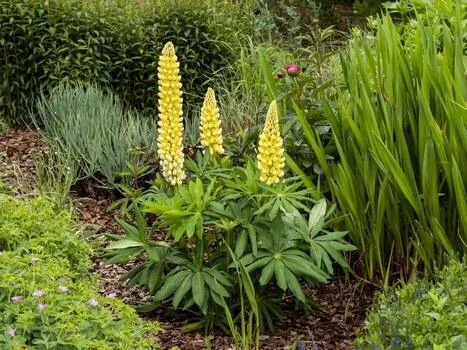 Lupinus 'Gallery Yellow' (Lupine)
