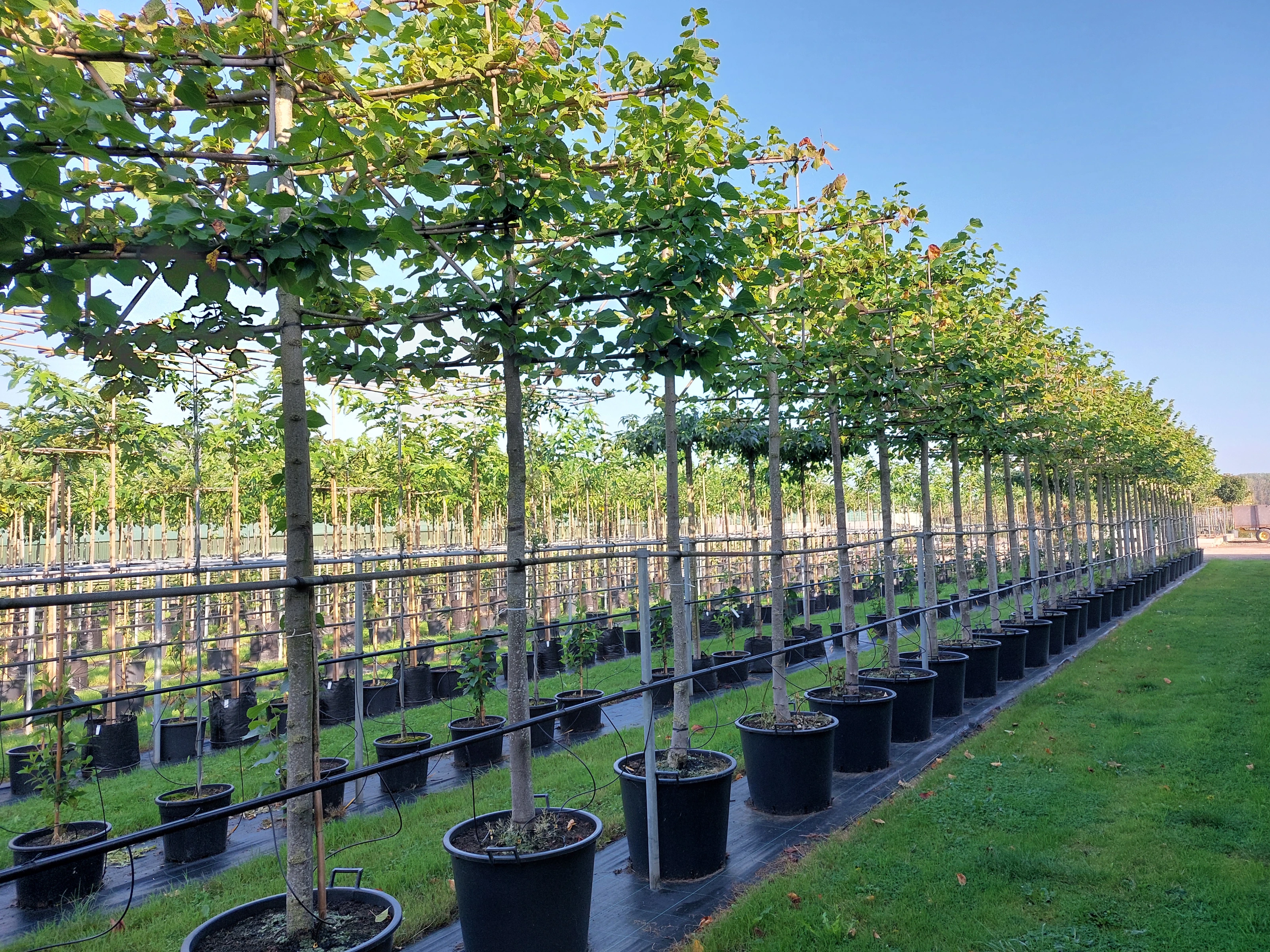 Tilia Europea Pallida Leiboom (Leilinde)-1