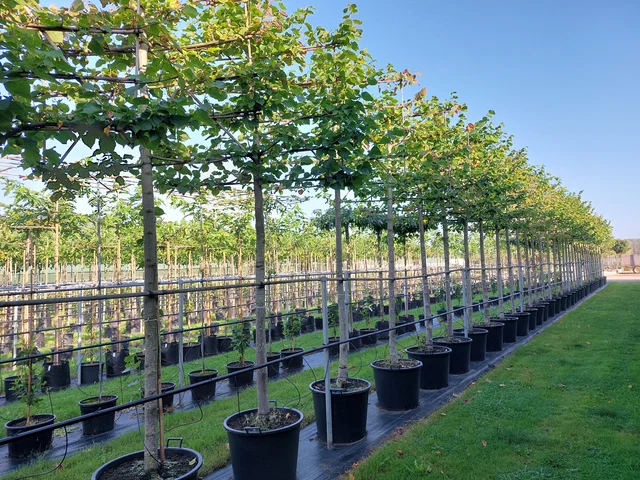 Tilia Europaea Pallida Spalierbaum (Kaiserlinde)