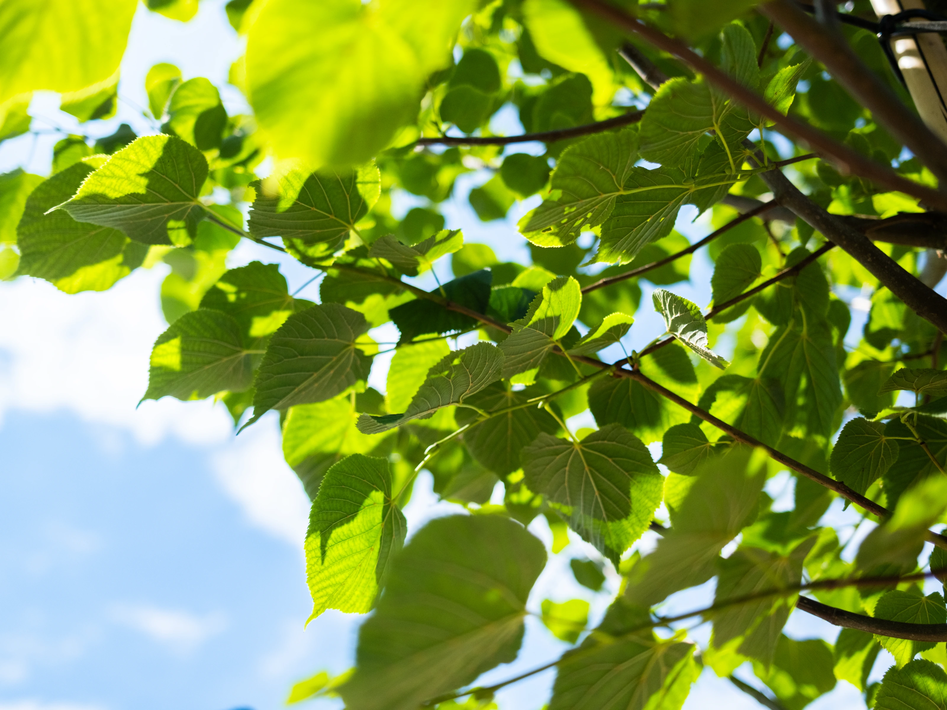 Tilia Europea Pallida Leiboom (Leilinde)