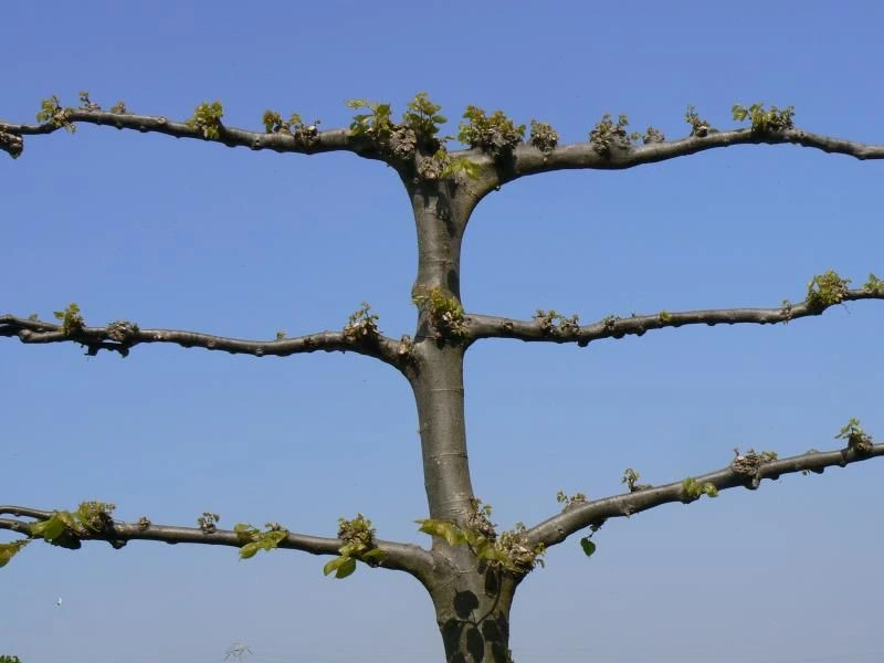 Tilia Europea Pallida Leiboom (Leilinde)-6