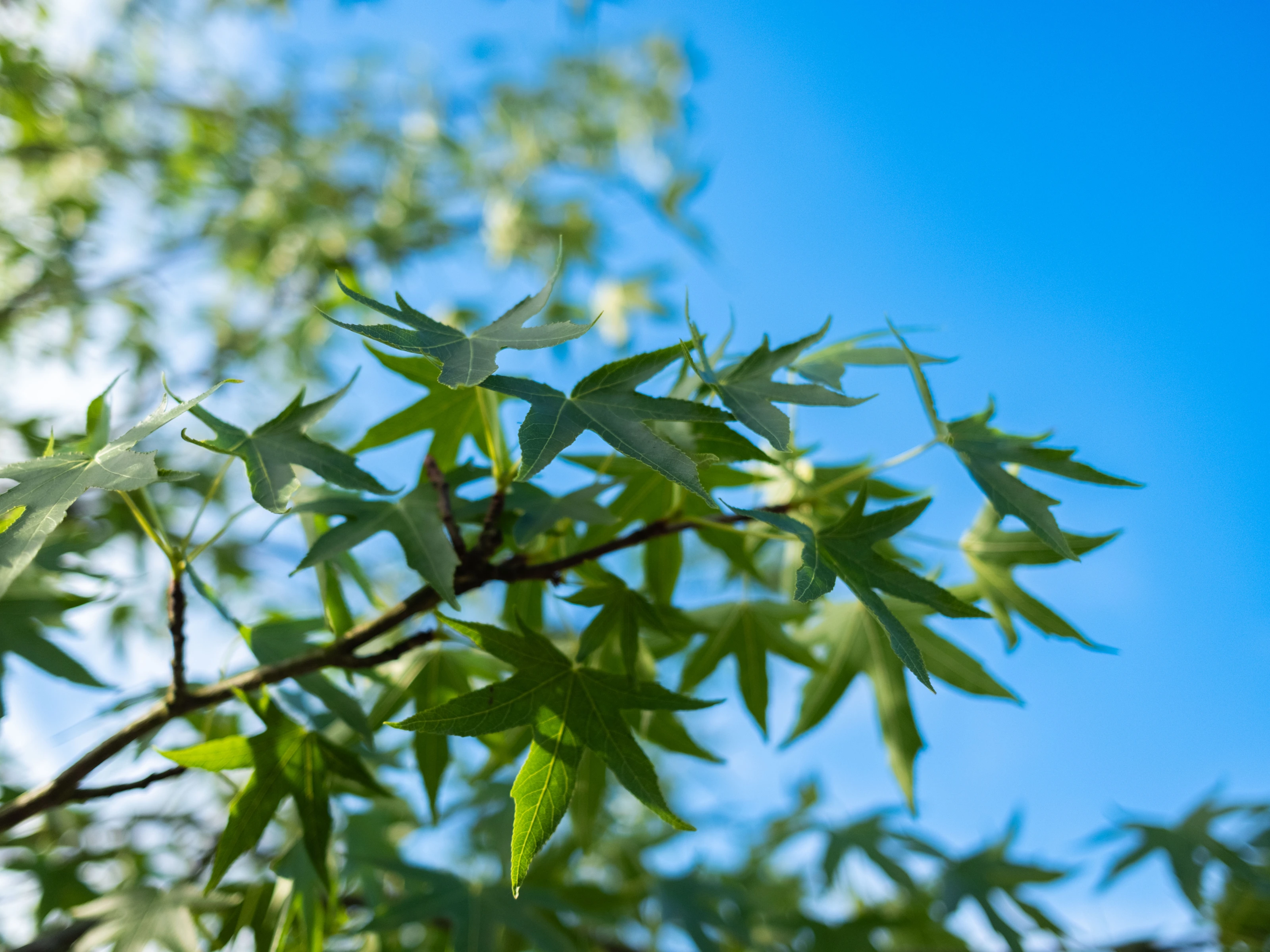 Liquidambar Styraciflua Worplesdon Leiboom (Leiamberboom)-7