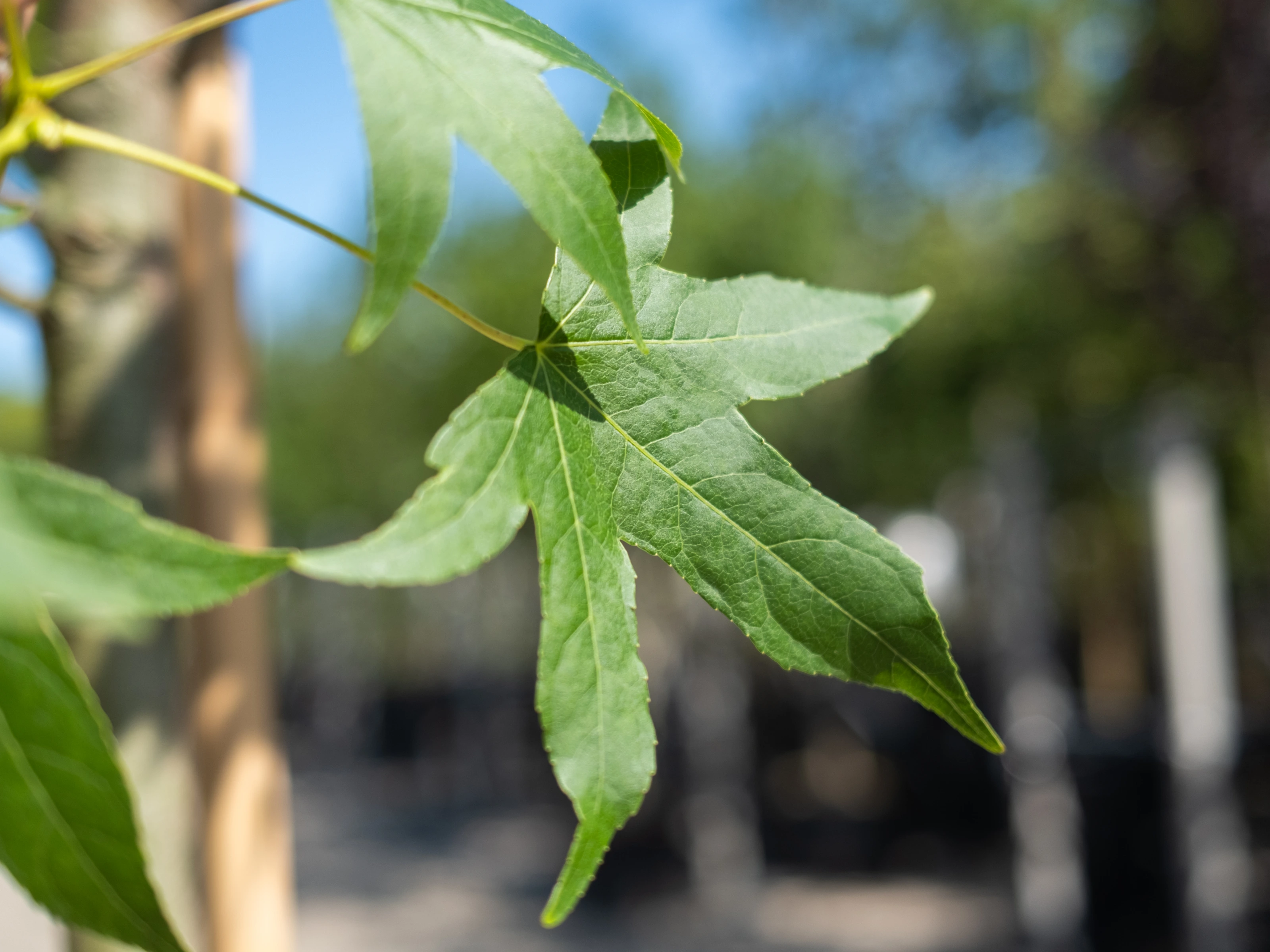 Liquidambar Styraciflua Worplesdon Leiboom (Leiamberboom)-8