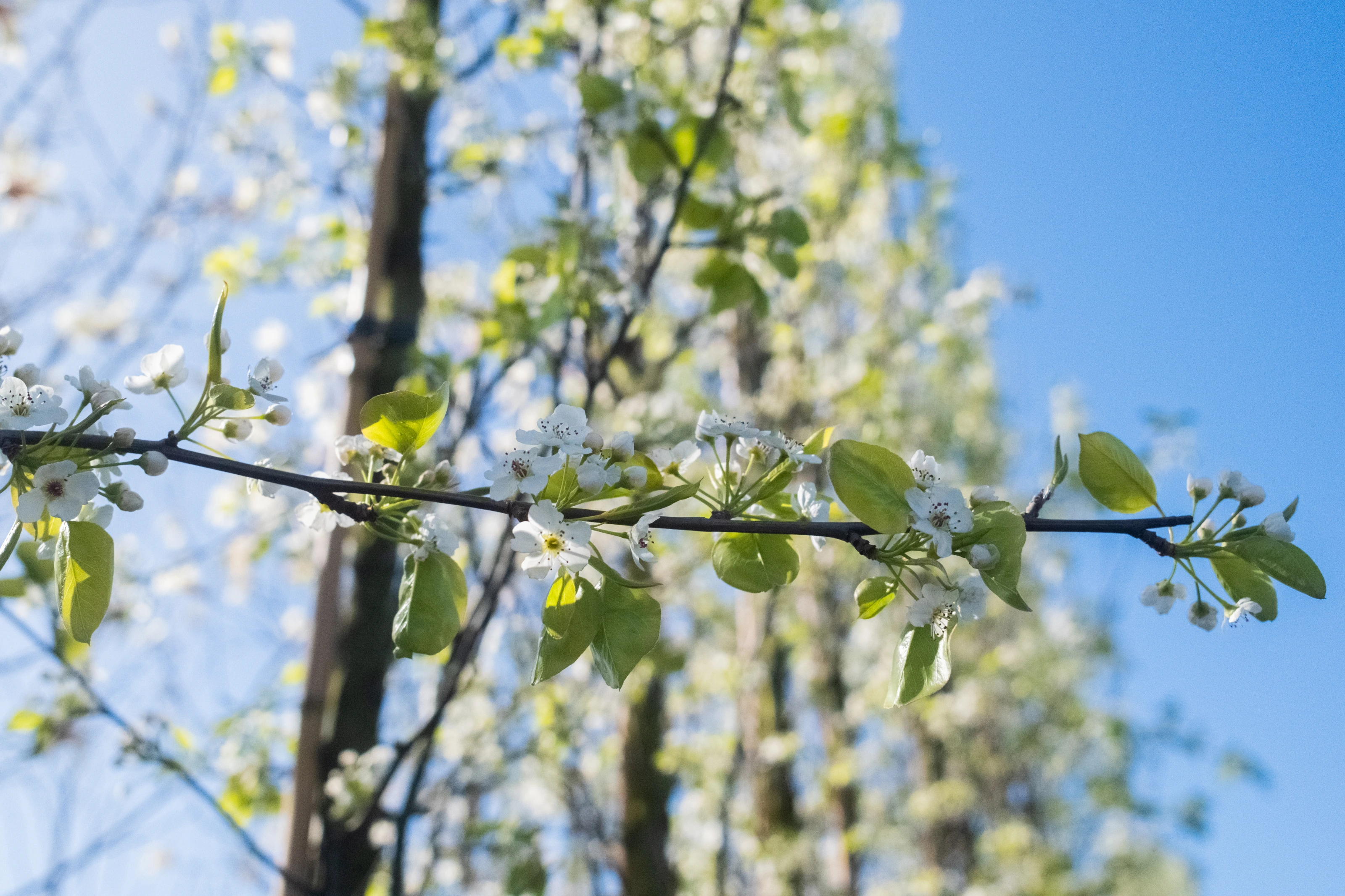 Pyrus calleryana Chanticleer Leiboom (Leisierpeer)-4