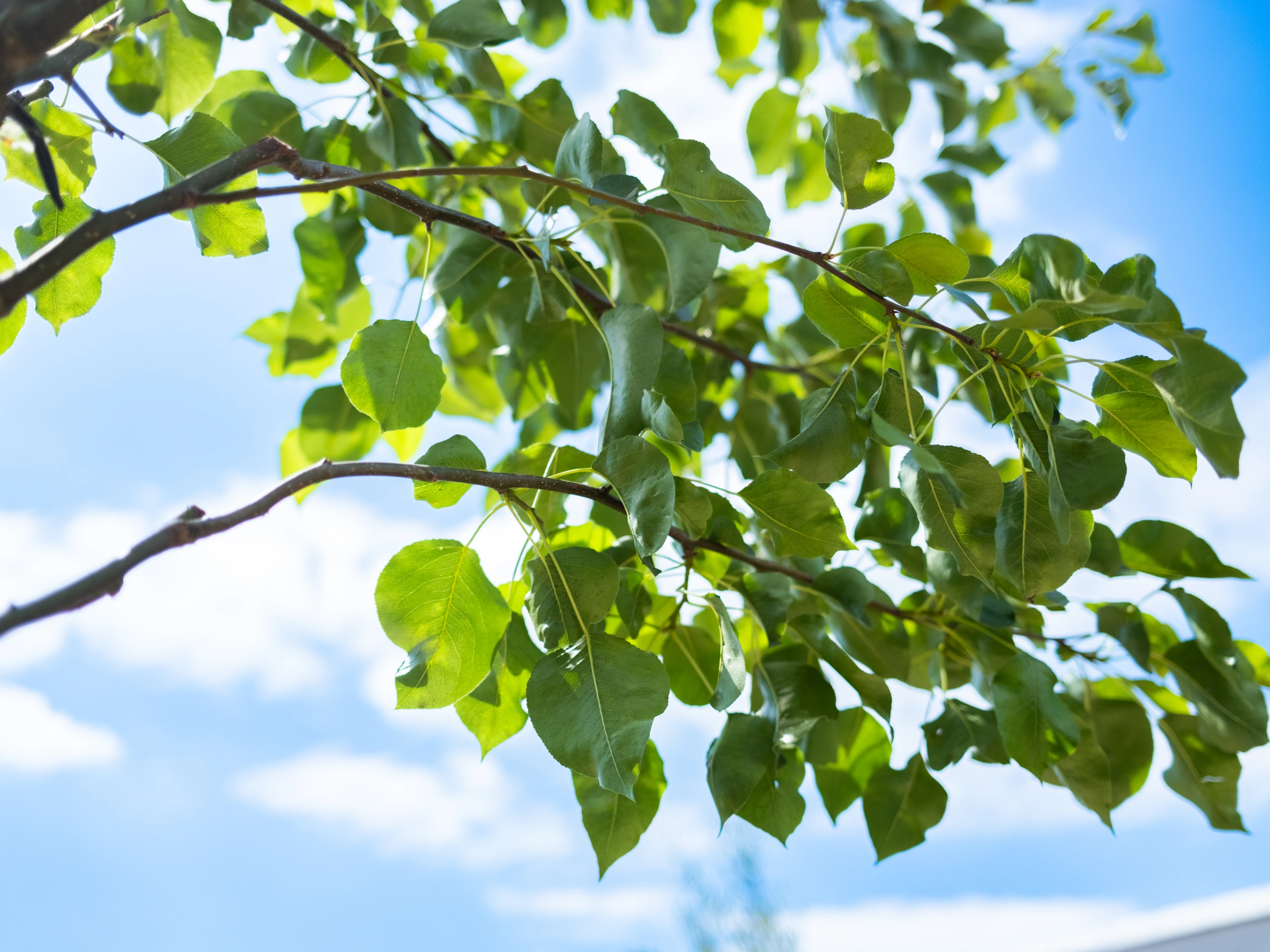 Pyrus calleryana Chanticleer Leiboom (Leisierpeer)-5