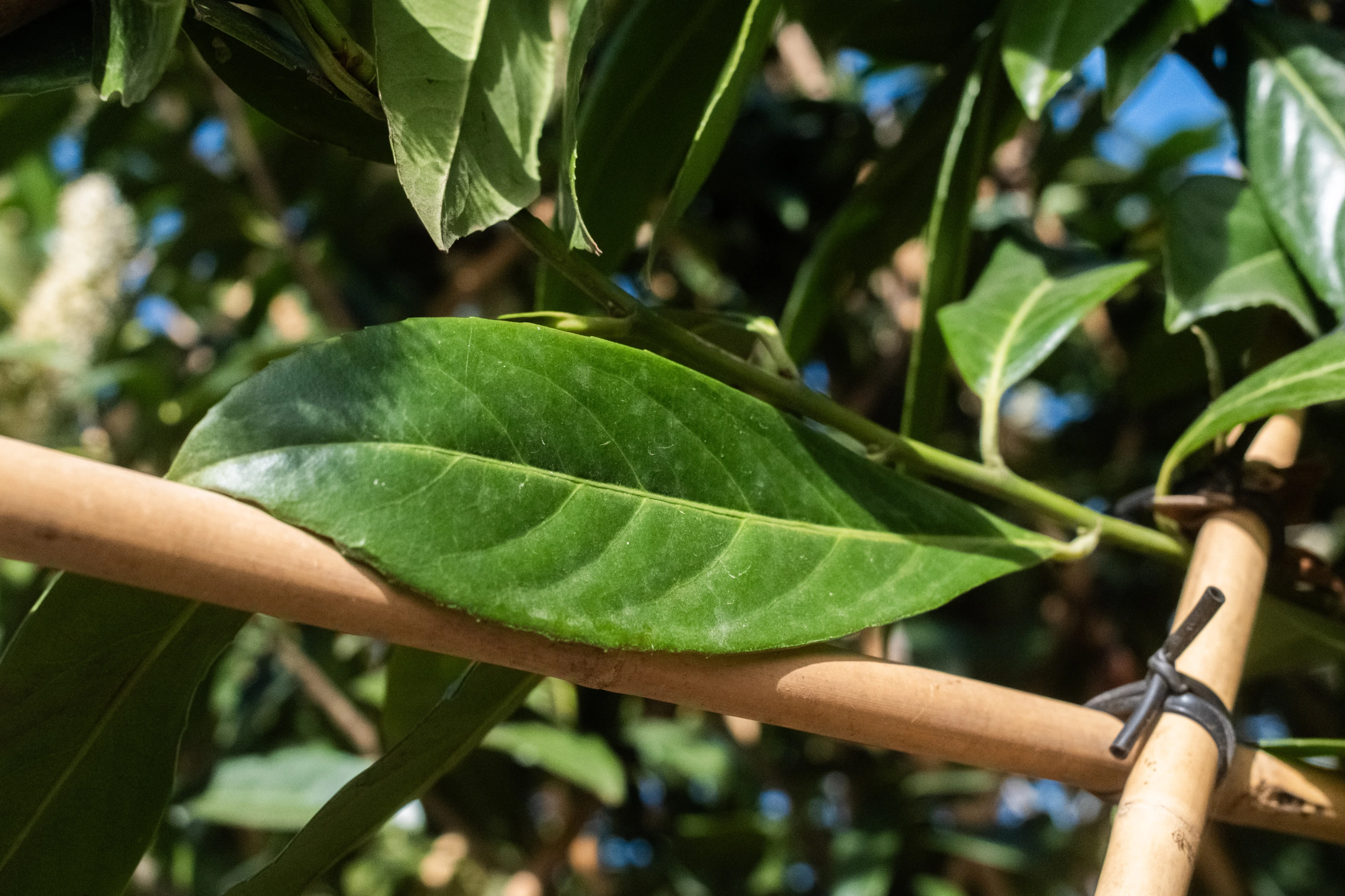 Prunus Laurier Caucasica Leiboom (Leilaurier)-19