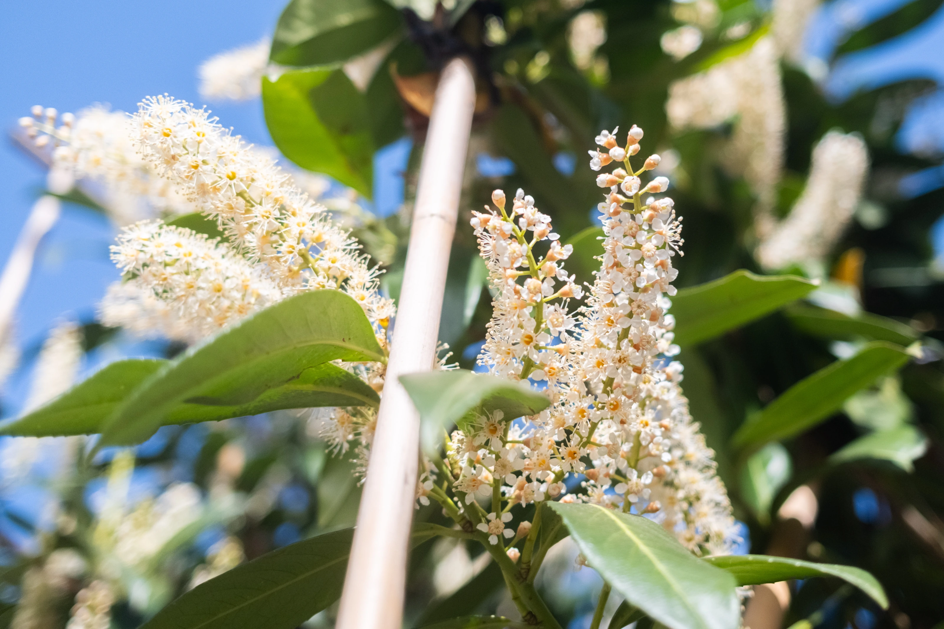 Prunus Laurier Caucasica Leiboom (Leilaurier)-20