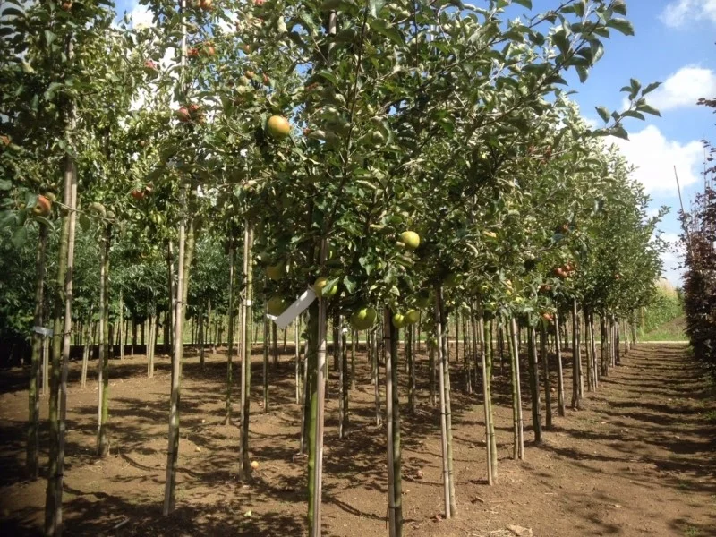 Malus domestica Golden Delicious (Handappel)