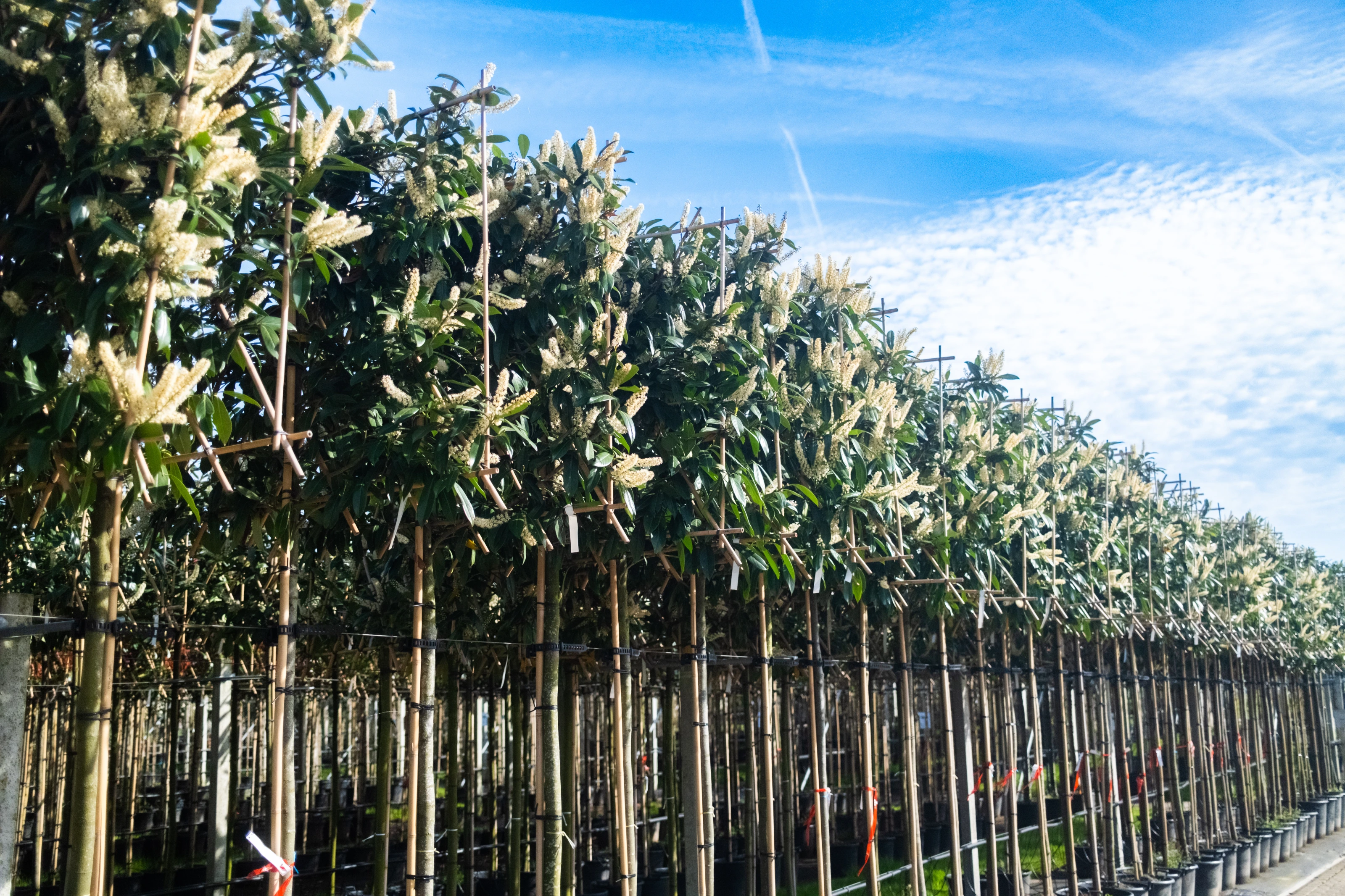 Prunus Laurier Caucasica Leiboom (Leilaurier)-11