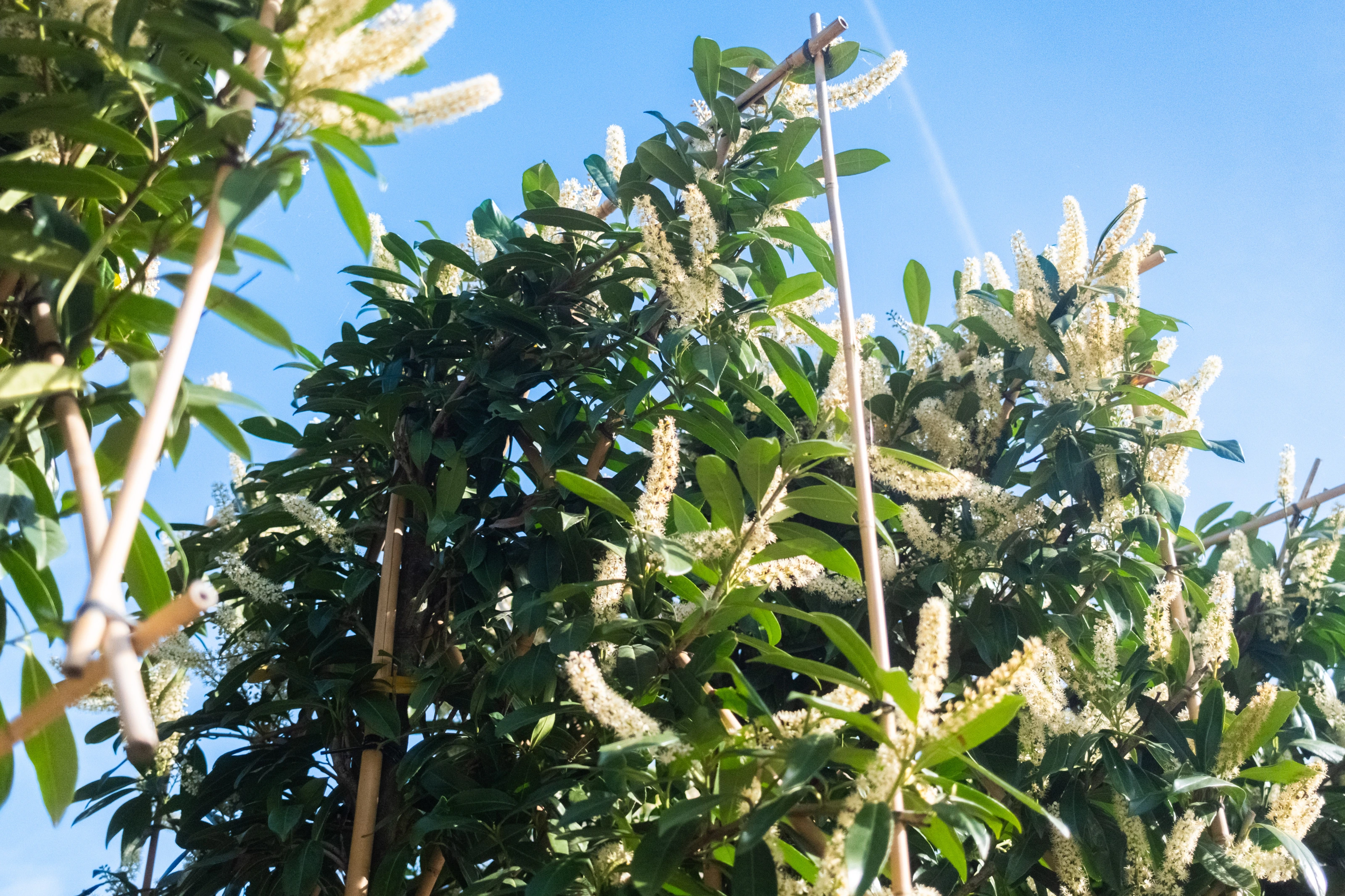 Prunus Laurier Caucasica Leiboom (Leilaurier)