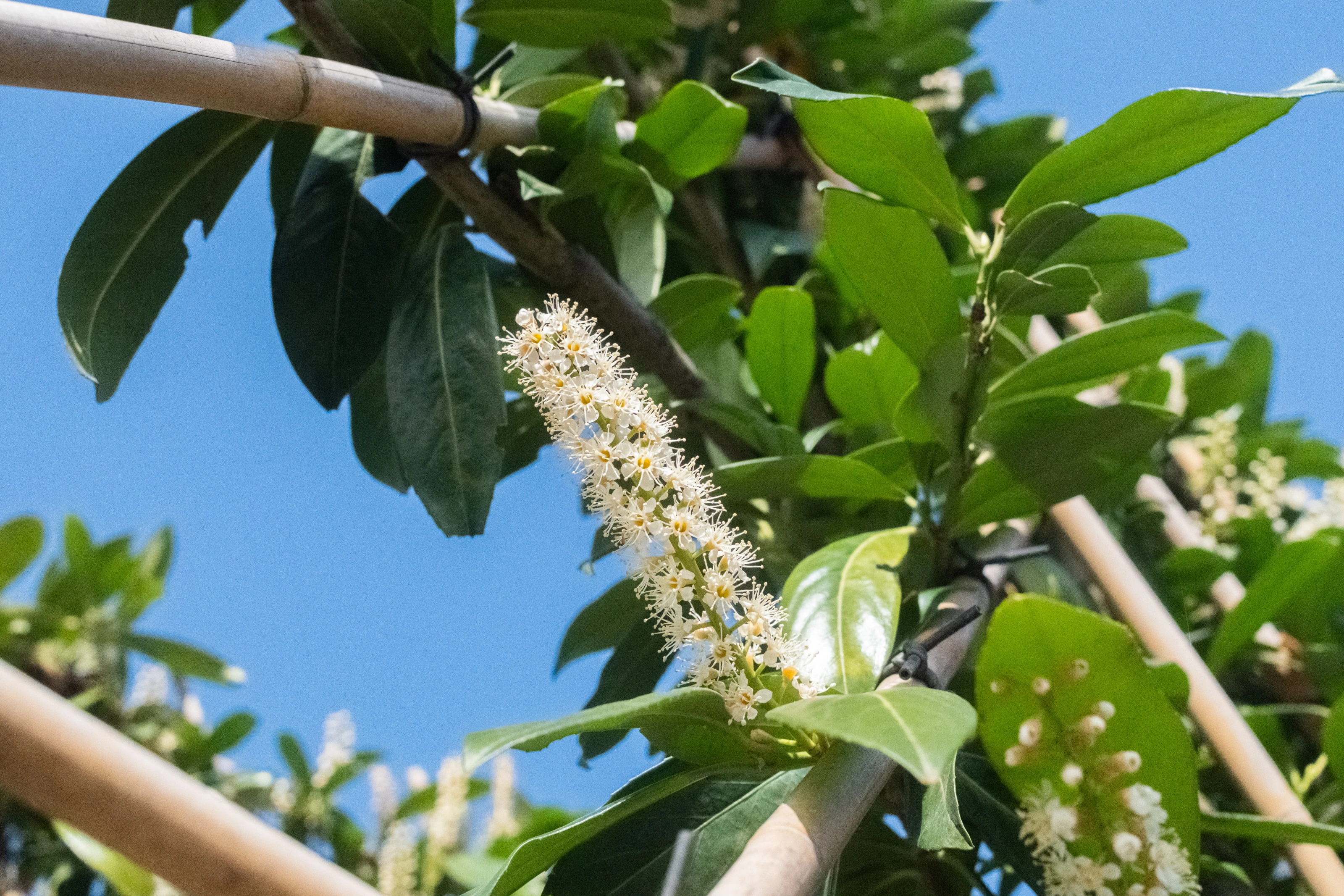 Prunus Laurier Caucasica Leiboom (Leilaurier)-21