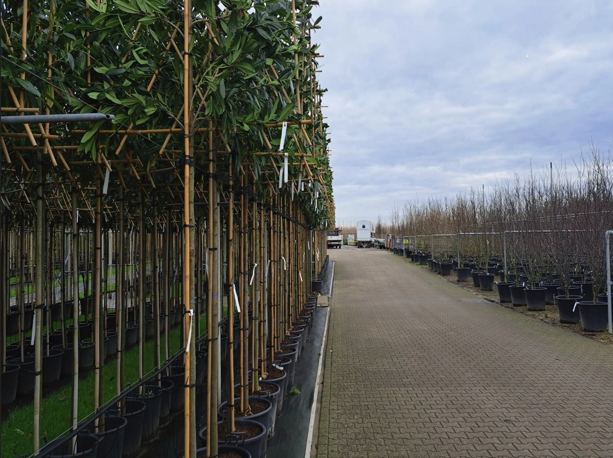 Prunus Laurier Caucasica Leiboom (Leilaurier)-9