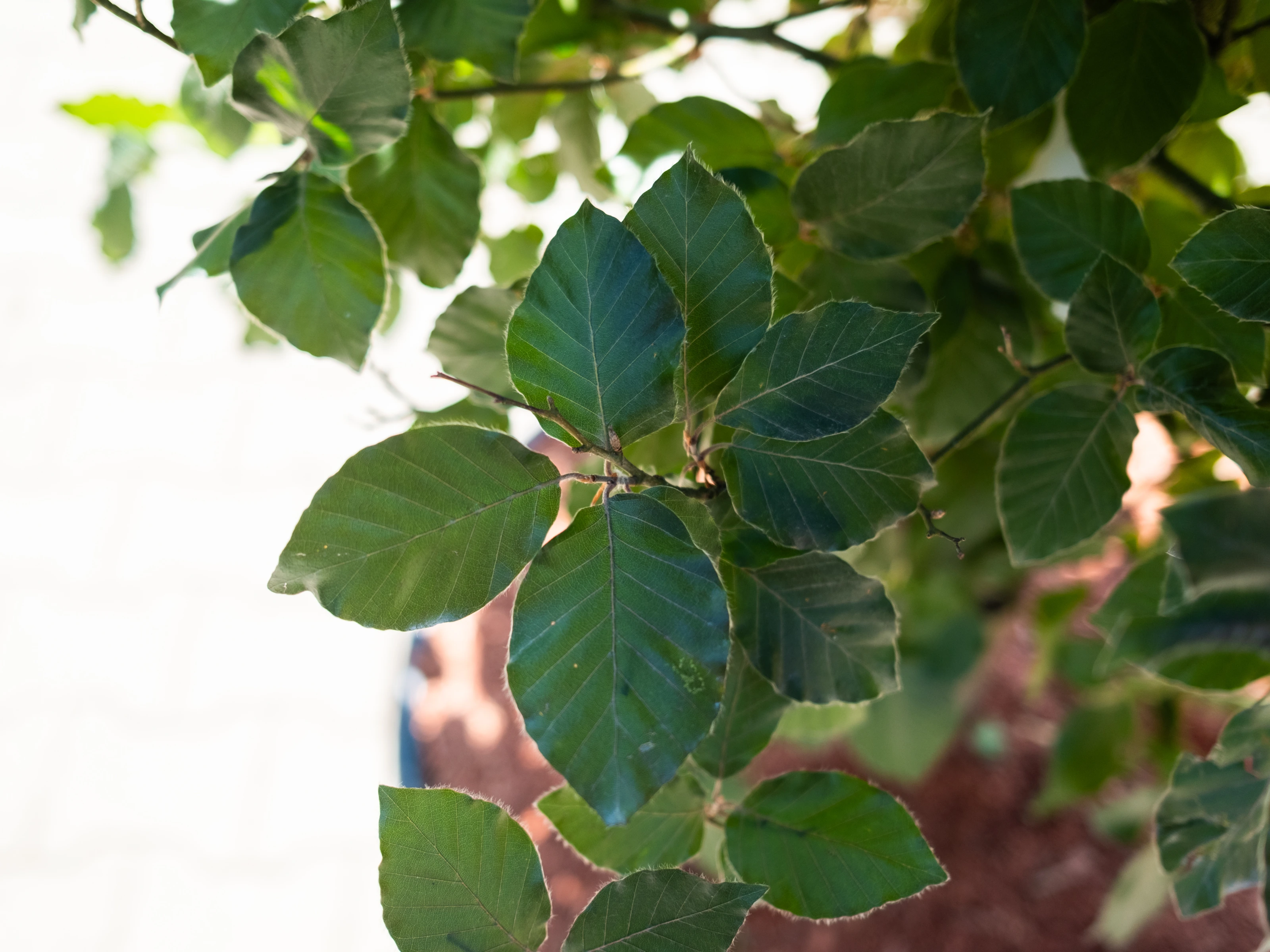 Fagus Sylvatica (Groene Bladhoudende Leibeuk)-7