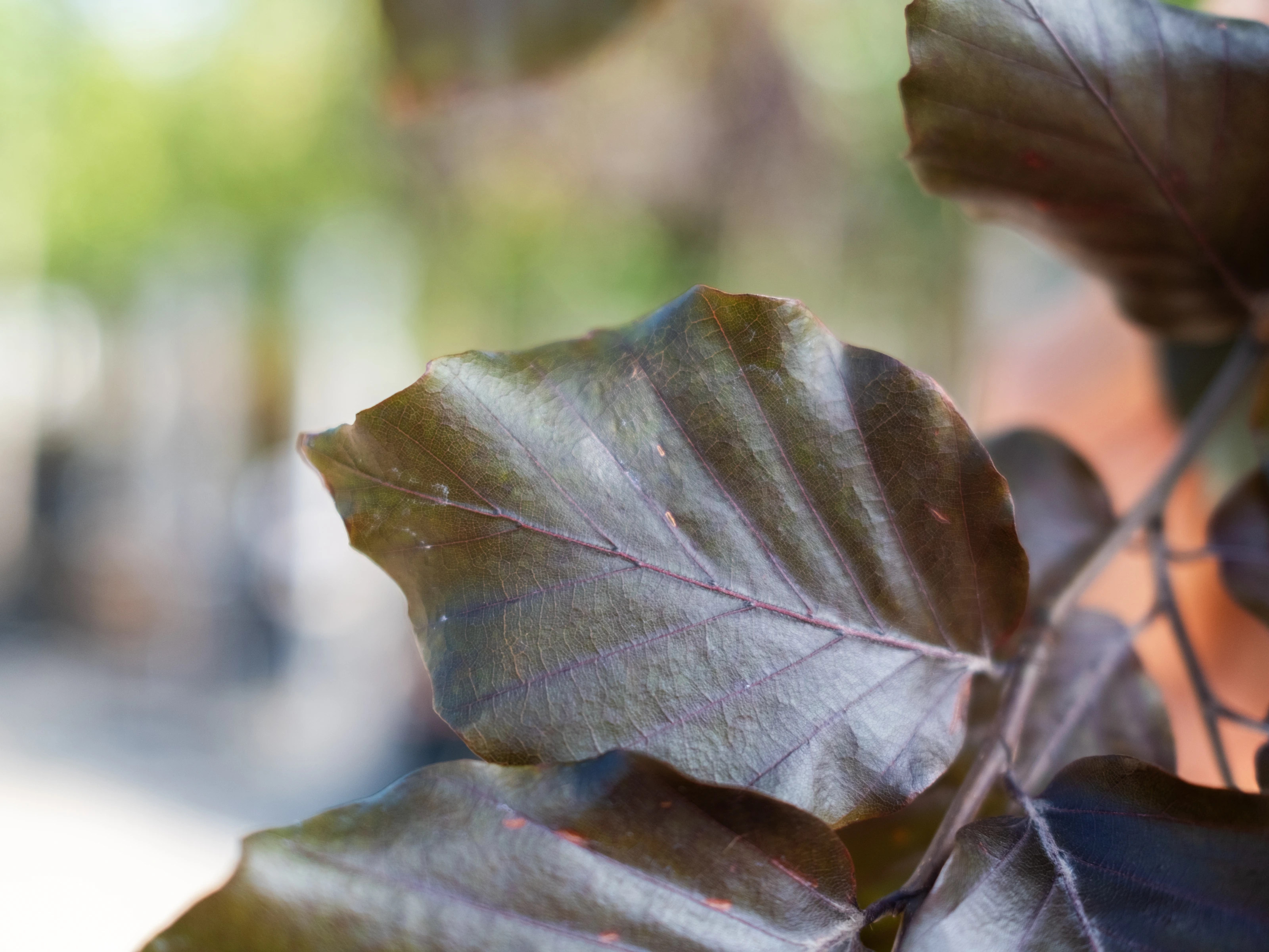 Fagus Sylvatica Atropunicea Leibeuk (Rode Bladhoudende Leibeuk)-3