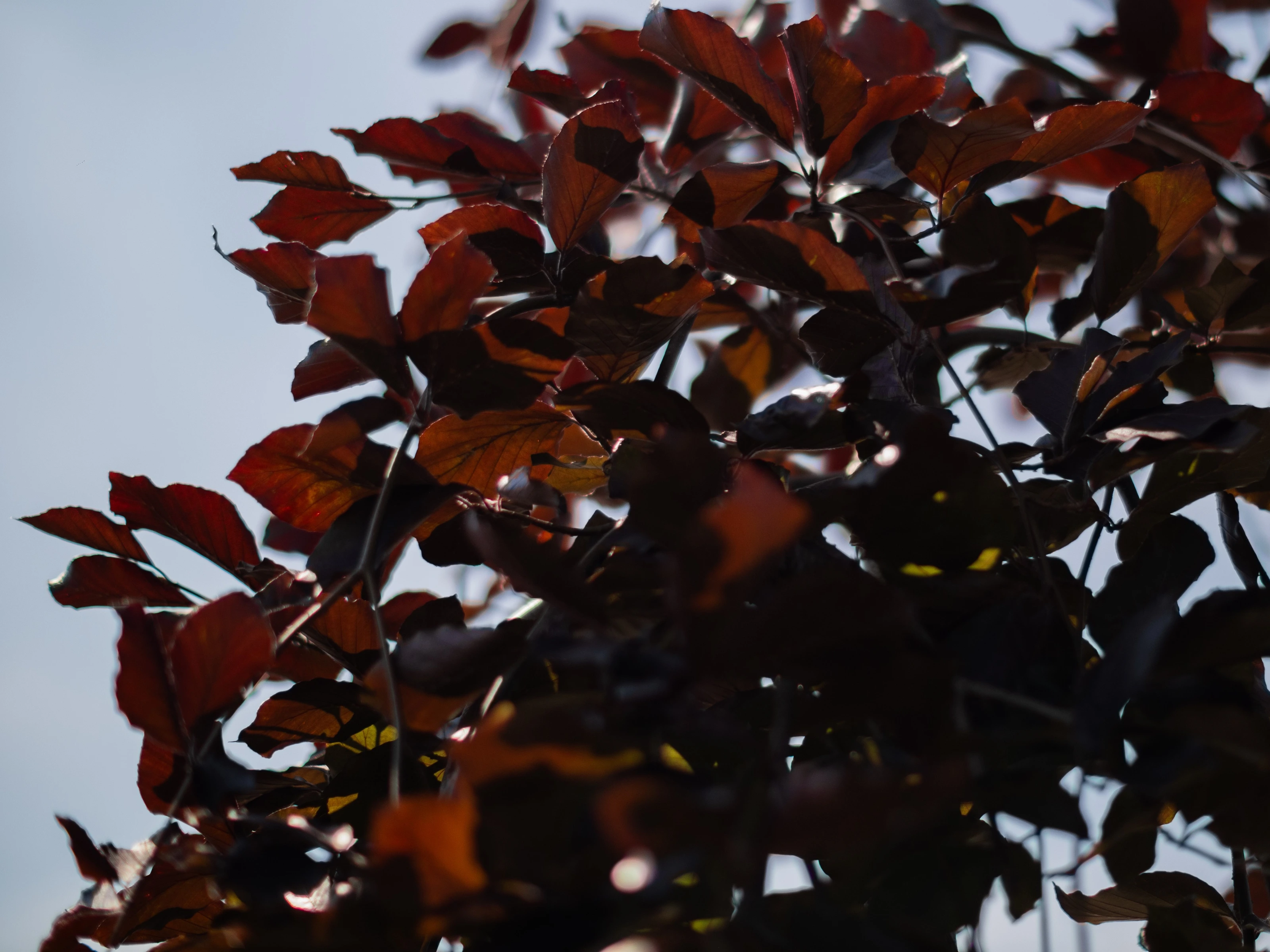 Fagus Sylvatica Atropunicea Leibeuk (Rode Bladhoudende Leibeuk)-2
