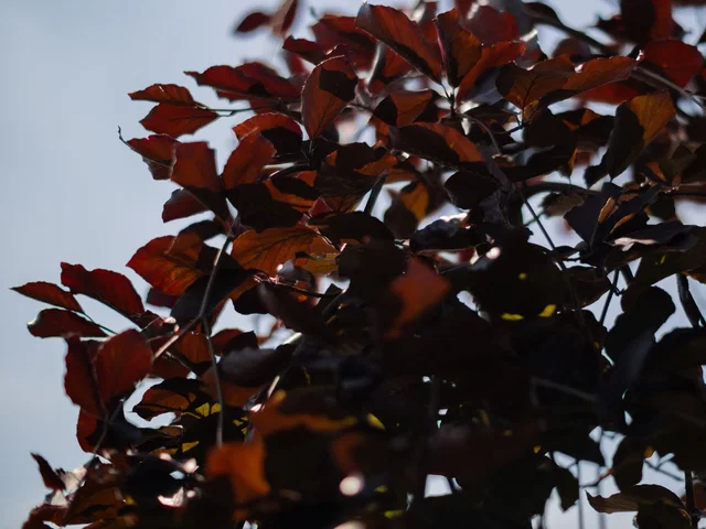 Fagus Sylvatica Atropunicea Spalierbaum (Blutbuche)