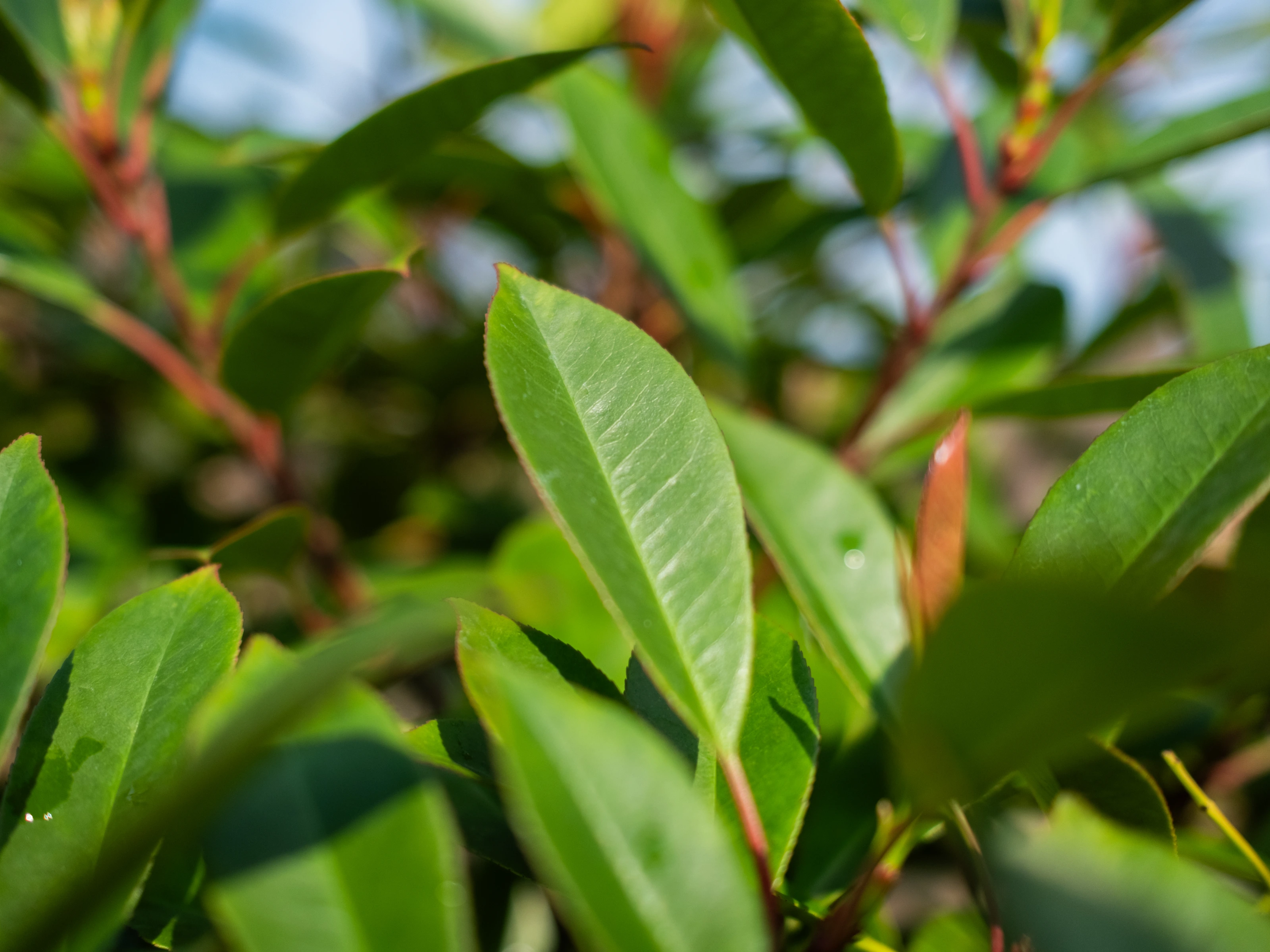 Photinia fraseri Red Robin Leiphotinia (Leiglansmispel)-4