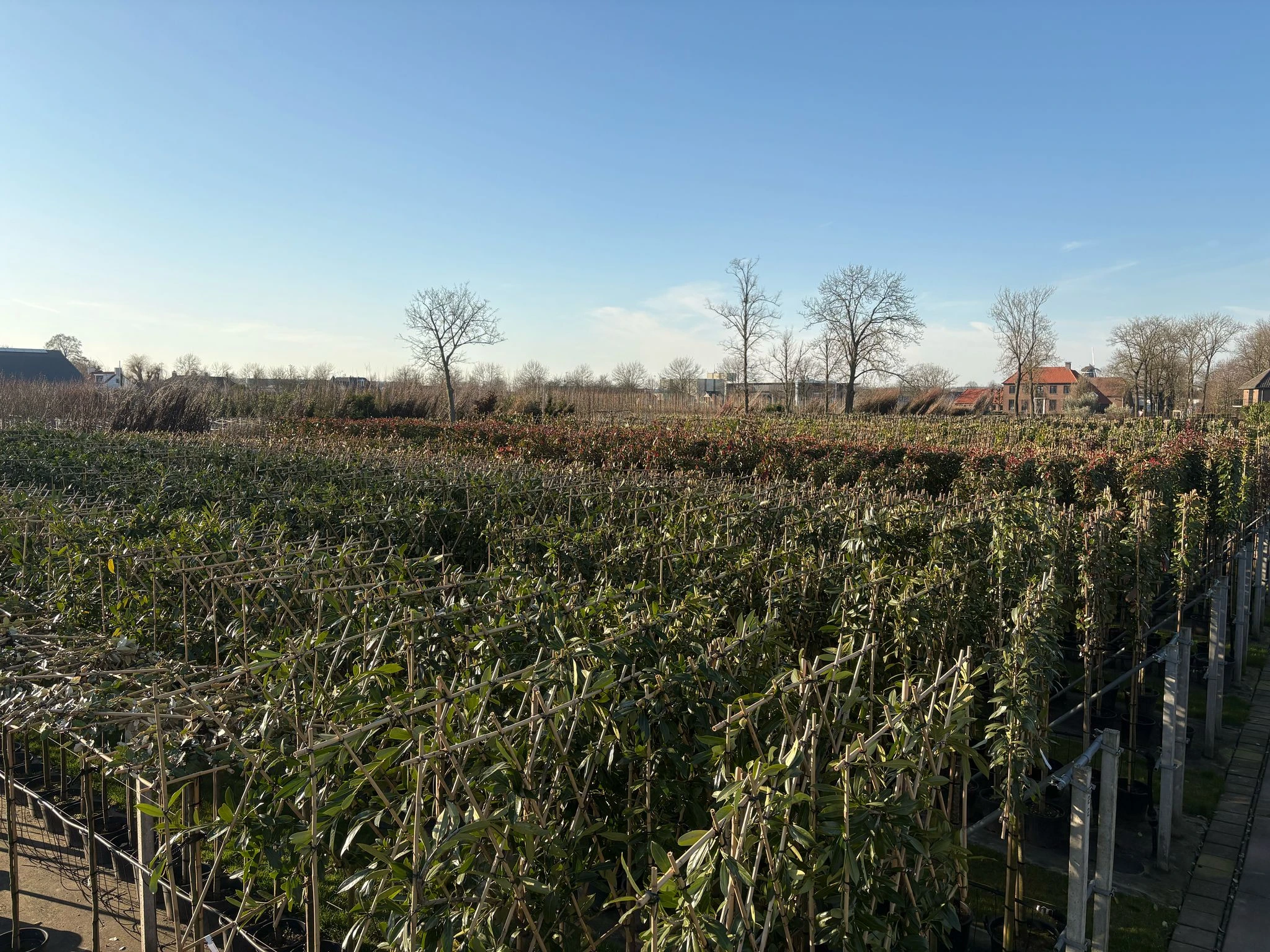 Photinia fraseri Red Robin Leiphotinia (Leiglansmispel)-13