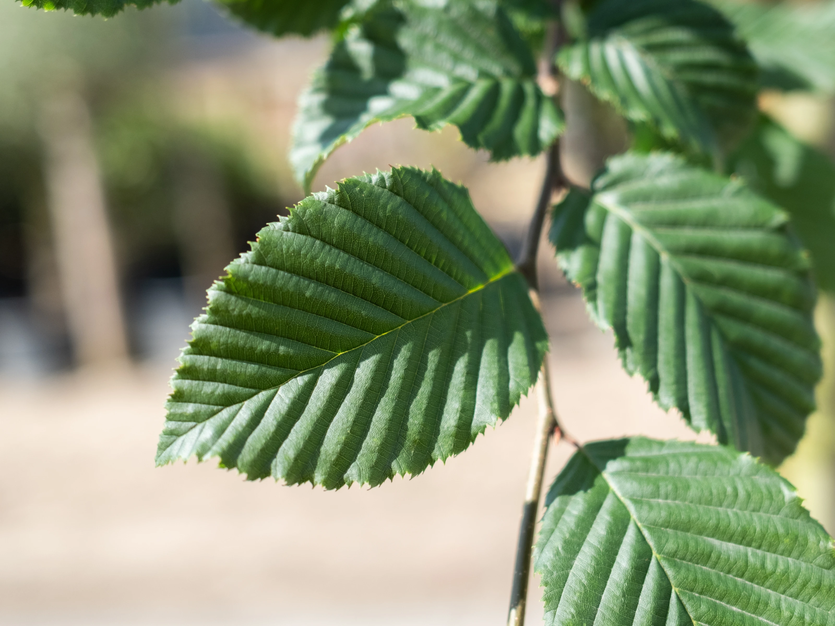 Carpinus Betulus (Leihaagbeuk)-10