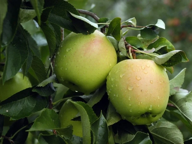 Malus domestica Golden Delicious (Handappel)-3