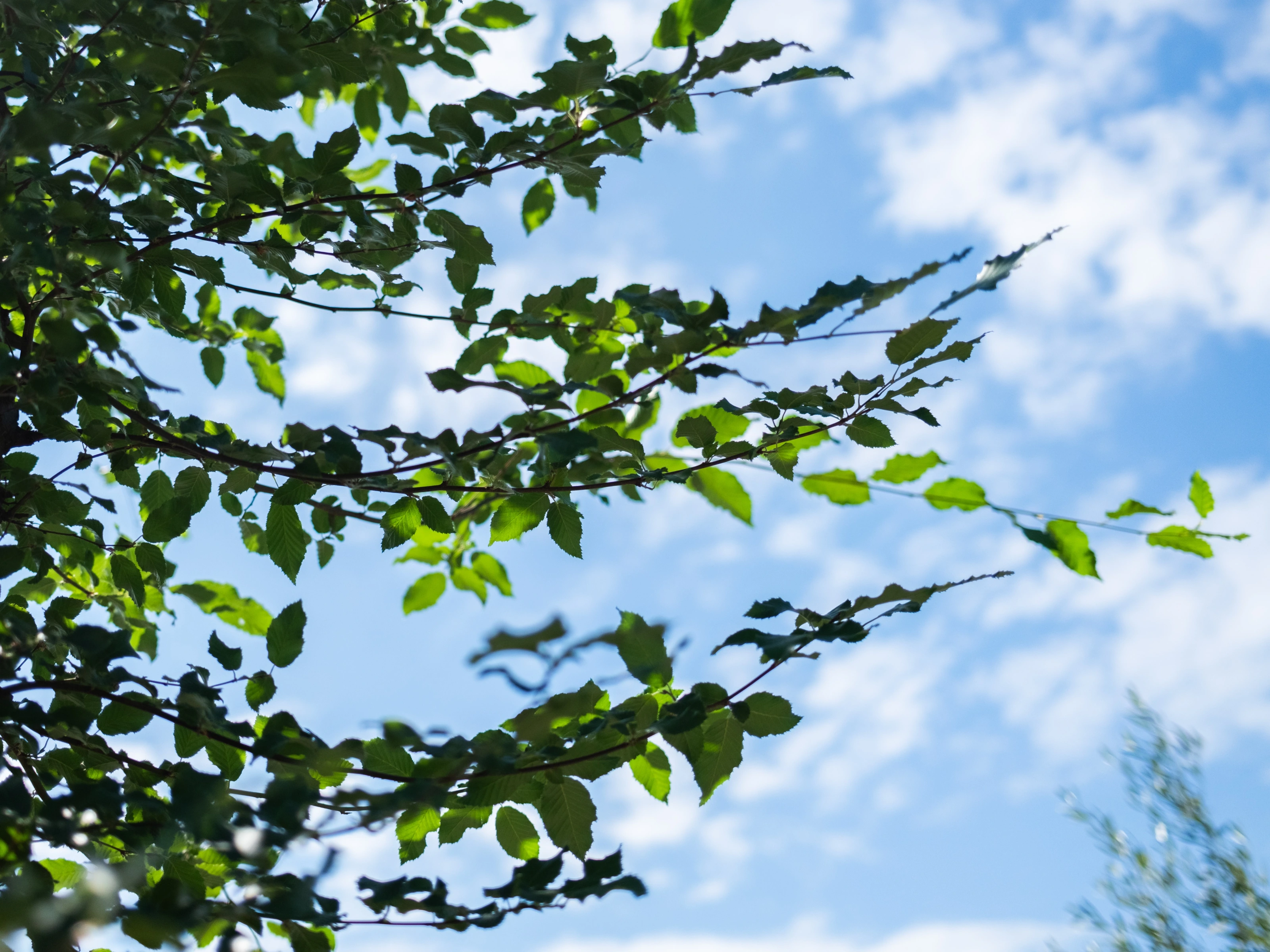 Carpinus Betulus (Leihaagbeuk)-8