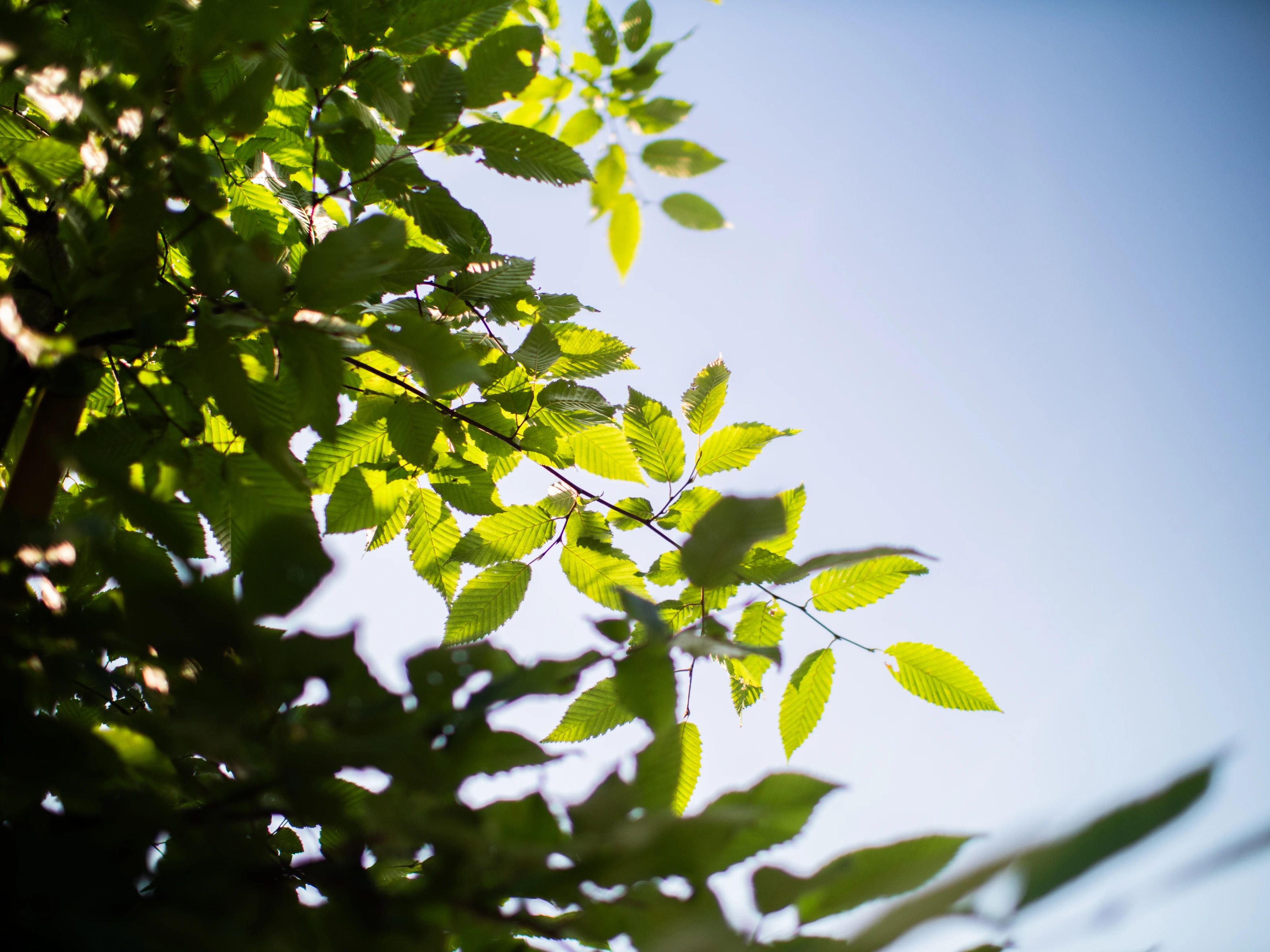 Carpinus Betulus (Leihaagbeuk)