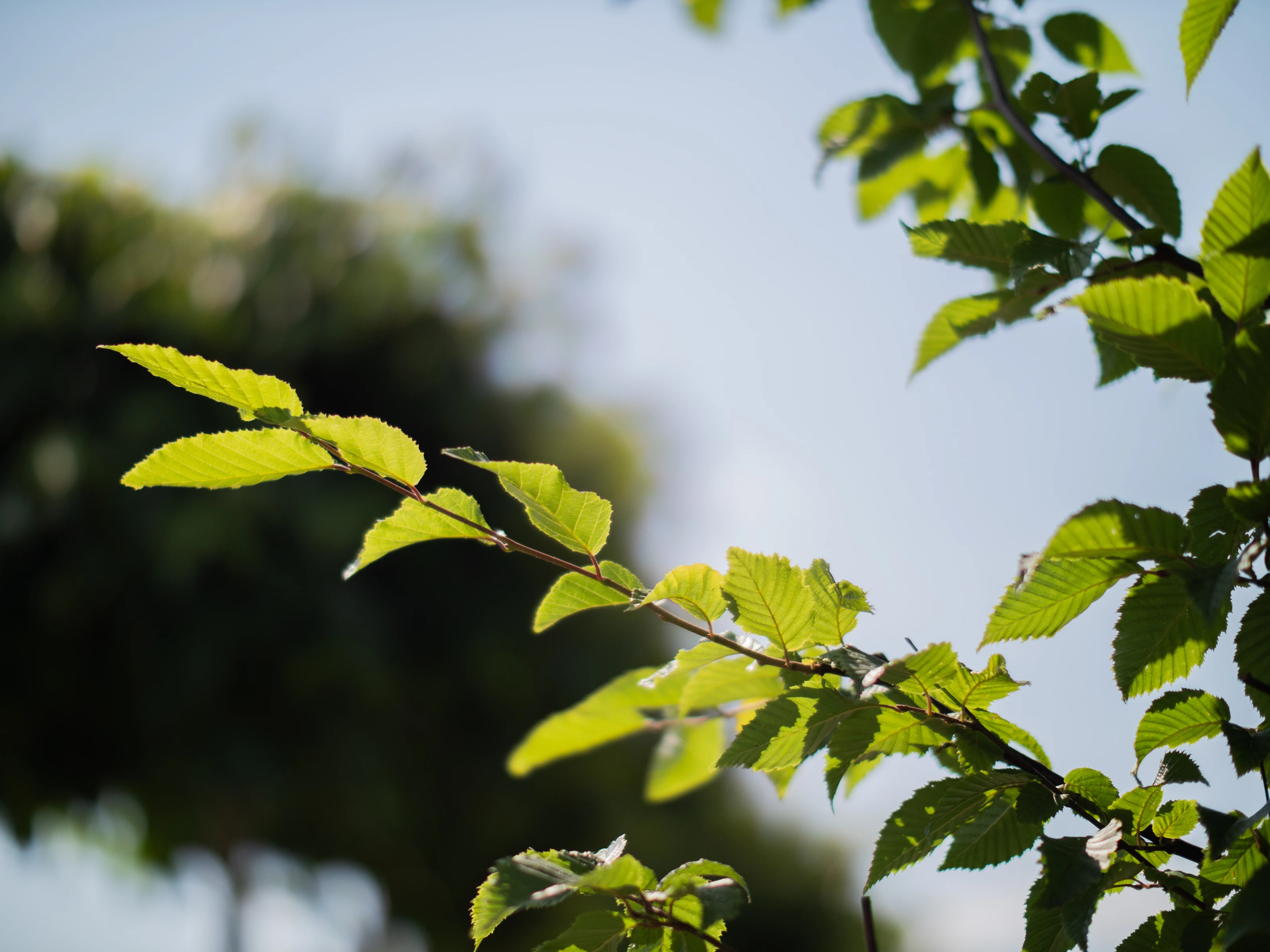 Carpinus Betulus (Leihaagbeuk)-9