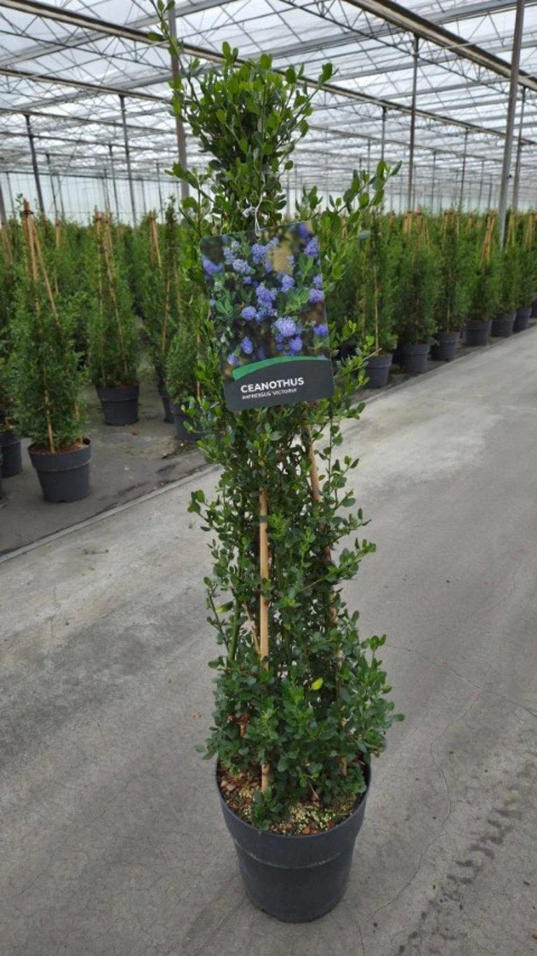 Ceanothus Thyrsiflorus Skylark (Amerikaanse Sering)-2